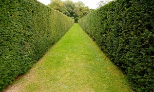 Tall Hedges